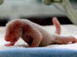 Първото бебе-панда за 2016-а се роди в Китай