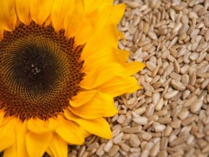 Слънчогледовото семе премахва стреса и напрежението