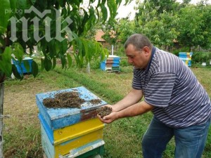 Българи спасяват пчелите и света
