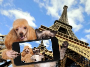 Нов бизнес! Нашенци отвличат кучета във Франция