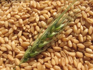 Лимецът е най-полезната пшеница 