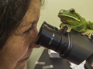 Отвориха болница за жаби в Австралия