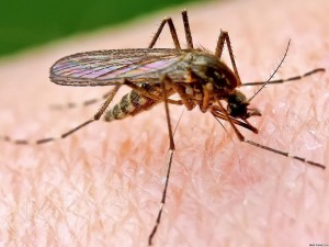 Как комарите подбират жертвите си