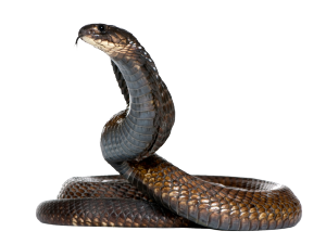 Отровни змии нападнаха Варна