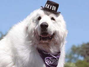 Преизбраха куче за кмет на село
