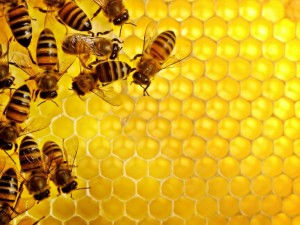 Яжте суров мед за здрав сън