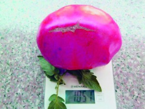 Пловдивчанин отгледа домат с тегло 1051 г
