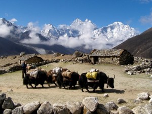 Тайните на хималайците за вечна младост