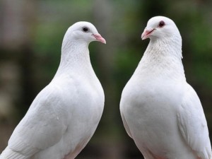 Арестуваха 150 гълъба в Индия - подозират ги,че са шпиони на Пакистан