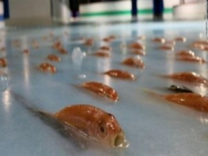 Японци замразиха 5000 риби в ледена пързалка
 