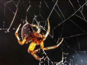 Отровата на фуниеобразните паяци спасява живот след инсулт