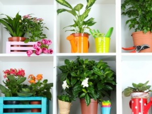 5 вида цветя пречистват въздуха вкъщи

