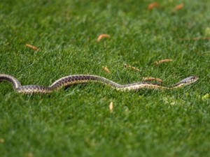 Змии плъзнаха в центъра на Варна
 