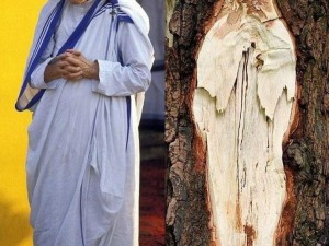 Образът на Майка Тереза се появи върху дърво