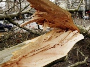 20 000 дървета убийци дебнат в страната
 