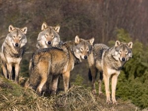 Вълци нападнаха Тополовград