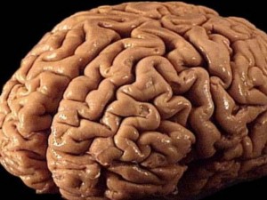 Човешкият мозък е най-умен след 60 години