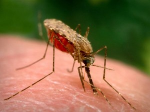 Кръвта от група нула най-вкусна за комарите