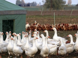 Птичи грип върлува на 4 места в страната