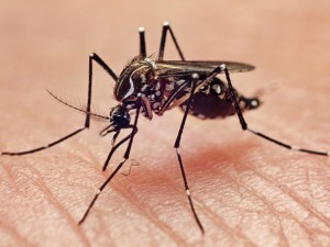 Комарите са най-безпощадните зооубийци