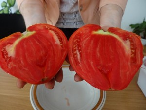 Измислиха нов сорт БГ домат
 