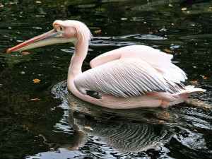 Розови пеликани се излюпиха в „Сребърна“