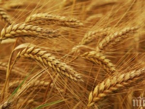 Пороите скапаха пшеницата