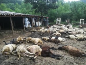 Избиват 14 000 овце и кози заради дивотиите на Брюксел
