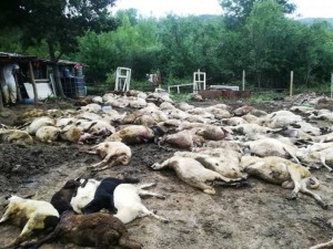 Избиваме стада, после ще ги внасяме от Европа
 