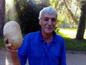 Казанлъчанин отгледа картоф гигант 

 
