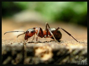 Мравка пробва да открадне диамант