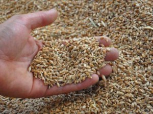 Житото спасява от стенокардия