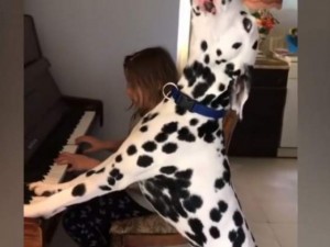 Пеещо куче от Банкя стана световен хит