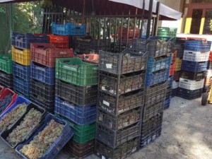 Кюстендилци купуват грозде от Македония