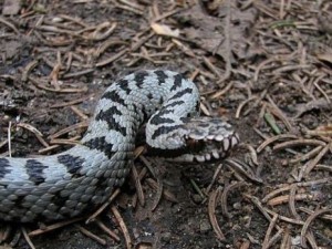 Отровни змии плъзнаха във Варна
 