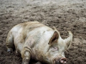 Чумата по свинете може да доведе до загуби за милиони
 