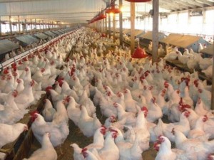 Проверки в птицефермите заради риск от птичи грип