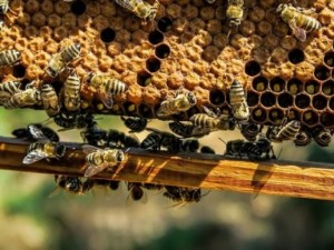 Пчелна пита за здрави бъбреци
 