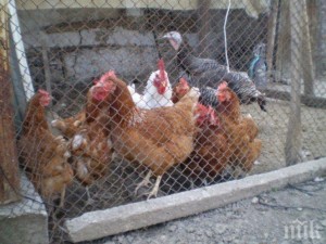 Огнище на нюкасълска болест по кокошките на 11 км от България