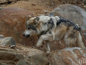 Глутници вълци обикалят в Болярово