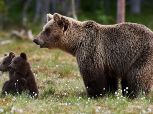 Заснеха мечка с малките й край Рилския манастир
 