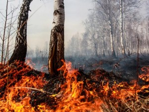 Учени: Пожари горят под земята!
 