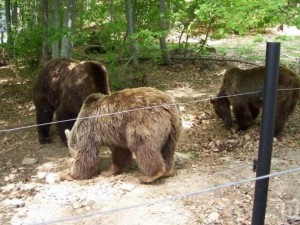 Разхлаждат мечките в Белица със сладолед
 