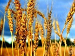 Близо 5 млн. тона е реколтата от пшеница
