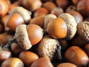 Жълъд в джоба пази от лоши очи
&nbsp;