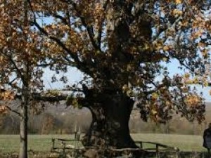 Дървета в Странджанско даряват вечно здраве