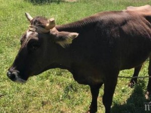 Кравата Пенка бременна с второ