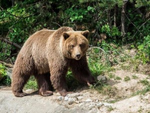 13 нападения от мечки в Смолянско