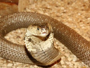 Отрова от змия помага срещу Ковид-19