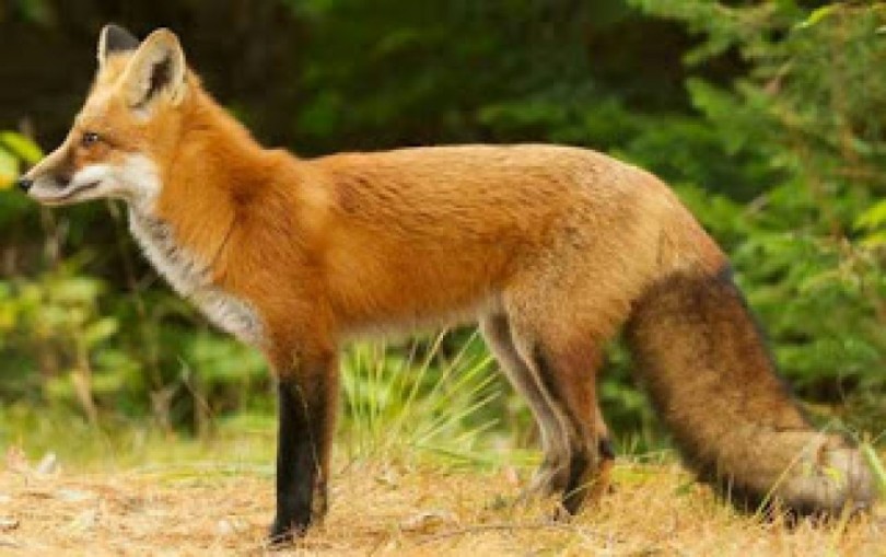B9 fox